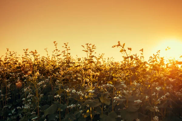 Buğday Alan Akşam Gökyüzü Karşı — Stok fotoğraf
