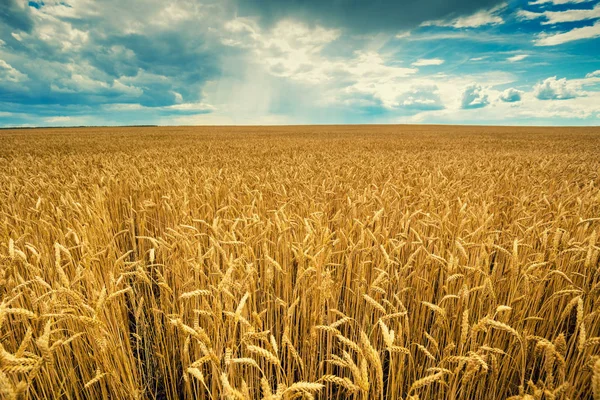 Пшеничное Поле Облачным Небом Облаками Красивая Природа — стоковое фото