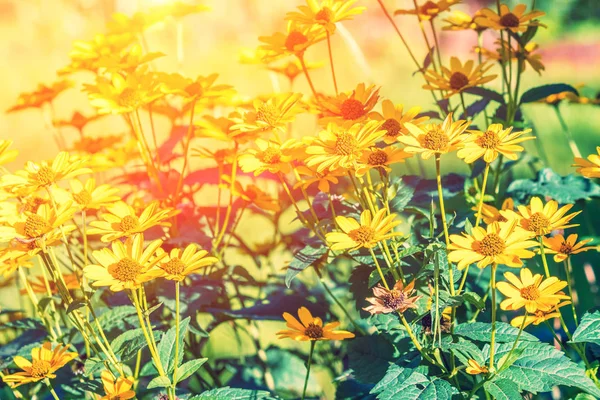 Vintage Fond Fleur Lumière Coucher Soleil — Photo