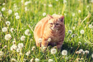 Kırmızı tekir kedi blowball çimlerde yürüyor