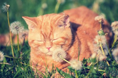 Blowball çayır üzerinde güneşin tadını kırmızı tekir kedi