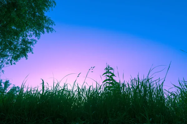 Naturlig Bakgrund Tidigt Morgonen Siluett Gräs Och Träd Mot Blå — Stockfoto