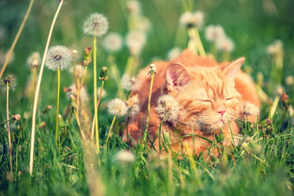 Rot Gestromte Katze Genießt Die Sonne Auf Der Pusteblume — Stockfoto