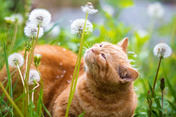 Ritratto Gattino Disteso Sul Campo Tarassaco Gatto Godendo Primavera — Foto Stock