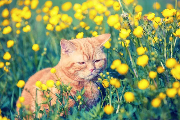 Κόκκινο Τιγρέ Γάτα Που Απολαμβάνουν Τον Ήλιο Στο Γρασίδι Λουλούδι — Φωτογραφία Αρχείου