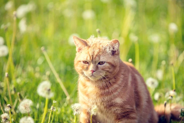 Red Tabby Cat Sits Blowball Lawn — Stock Photo, Image