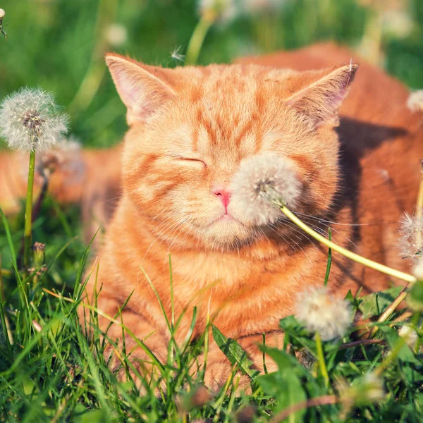 Retrato Gatinho Jardim Gato Desfrutando Primavera Mudando Bola Dente Leão — Fotografia de Stock