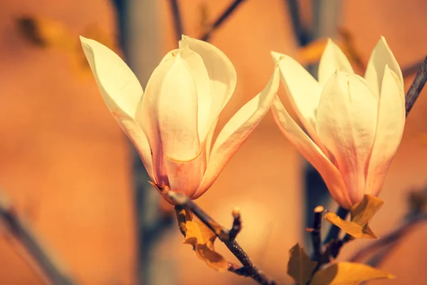Kwitnące Kwiaty Magnolii Sezon Wiosenny Podłoże Naturalne Kwiaty Pomarańczowy Kolor — Zdjęcie stockowe