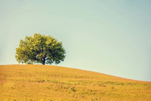 Alleen Olijfboom Heuvel Bedekt Met Groen Gras Mooie Frisse Natuur — Stockfoto