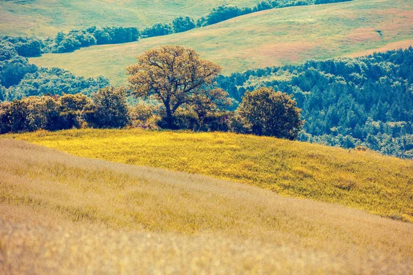 Krásná Krajina Jaro Příroda Pohled Výše Prosluněné Louky Olivových Hájů — Stock fotografie