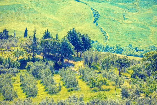 春の自然の美しい風景 日当たりの良いフィールドとトスカーナ州 イタリアの丘陵にオリーブのプランテーションの上からの眺め — ストック写真