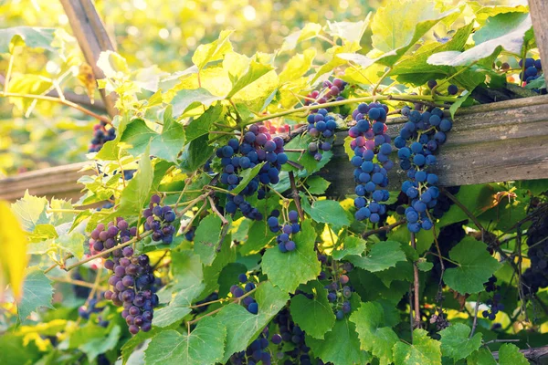 Uvas Vinho Tinto Videira Pôr Sol — Fotografia de Stock