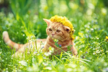 Karahindiba sahada yalan küçük kırmızı kedi yavrusu portresi. Kedi çiçek çelenk giyen ve bahar keyfi