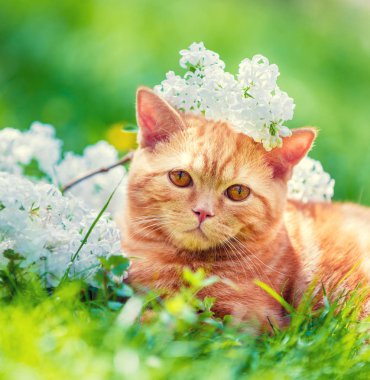 Sevimli kırmızı kedi beyaz leylak çiçekler yakınındaki çimenlerin üzerinde rahatlatıcı