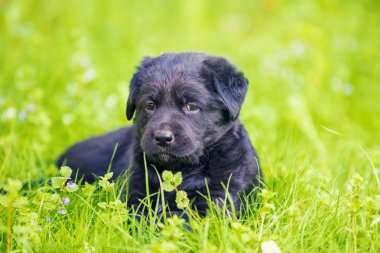 Siyah köpek yavrusu Labrador geri almak çim üzerinde yalan