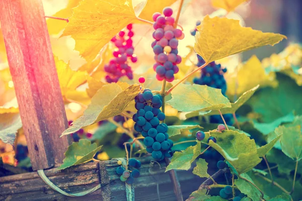 Red Grapes Vine Light Setting Sun — Stock Photo, Image