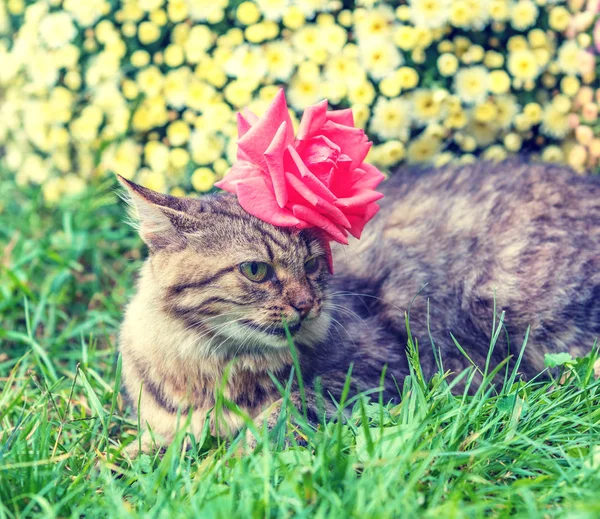 Portrait Siberian Cat Outdoors Flowers Head Cat Lying Garden Summer — Stock Photo, Image