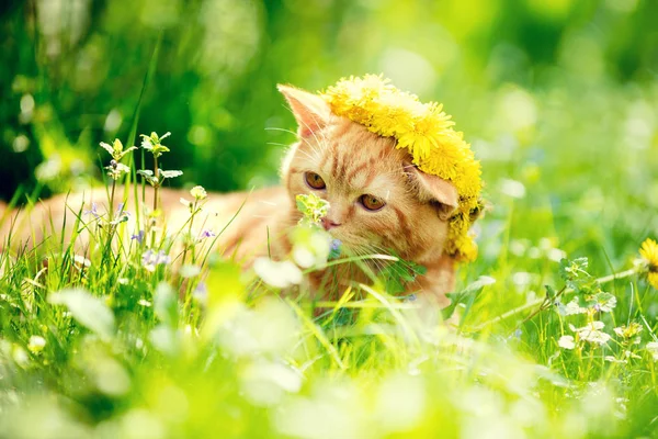 Portrait Small Red Kitten Lying Dandelion Field Cat Wearing Flowers — Stock Photo, Image