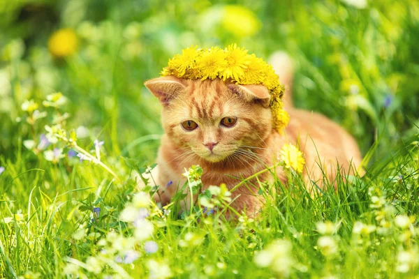 Portréja Egy Kis Vörös Cica Pitypang Területén Feküdt Macska Virágok — Stock Fotó