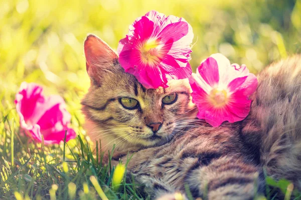 Portrait Siberian Cat Outdoors Red Mallow Flowers Head Cat Lying — Stock Photo, Image
