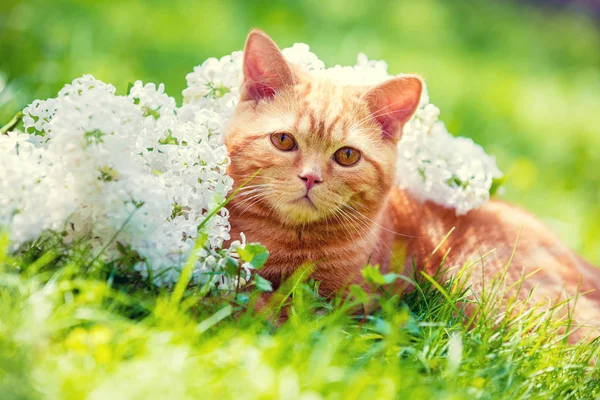 Gato Vermelho Bonito Relaxante Grama Perto Flores Brancas Lilás — Fotografia de Stock