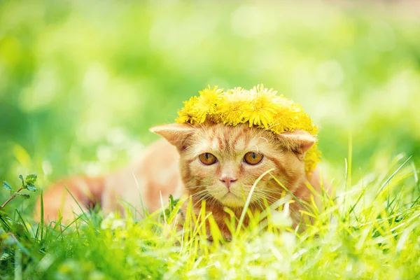 Porträt Eines Kleinen Roten Kätzchens Das Auf Einem Löwenzahnfeld Liegt — Stockfoto