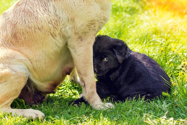 Uma Cadela Mãe Cachorrinho Pequeno Labrador Retriever Cão Cachorro Sentado — Fotografia de Stock