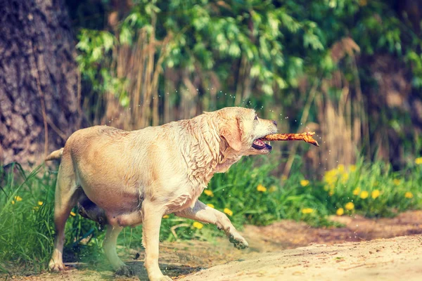 Labrador Retriever Dog Walks Park Summer Carries Stick His Teeth — Stock Photo, Image