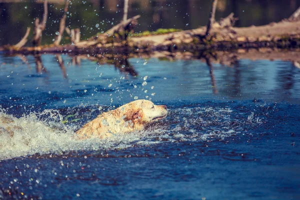 Λαμπραντόρ Ριτρίβερ Σκύλο Επιπλέει Στο Ποτάμι — Φωτογραφία Αρχείου