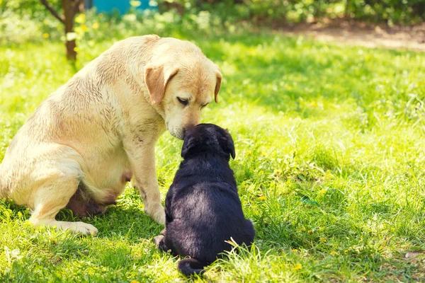 Mother Dog Small Puppy Labrador Retriever Dog Puppy Sitting Grass — Stock Photo, Image