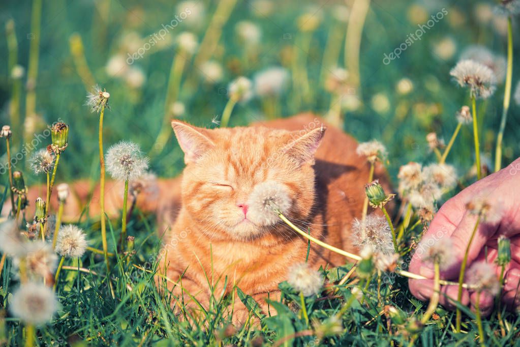 depositphotos_214383422-stock-photo-portrait-little-kitten-lying-dandelion.jpg