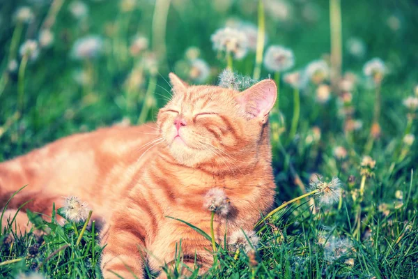 一个小猫躺在蒲公英领域的肖像 猫享受春天 — 图库照片