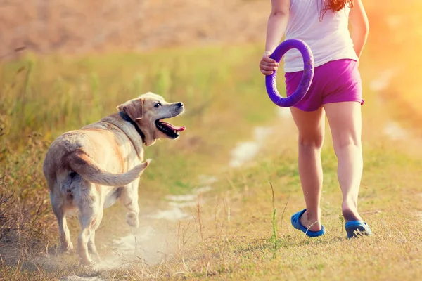 年轻的女孩与拉布拉多猎犬狗走在田野上 狗看着女孩 — 图库照片