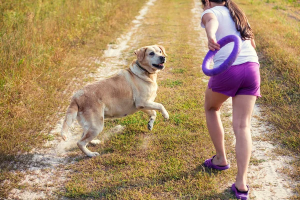 年轻的女孩与拉布拉多猎犬狗走在田野上 狗看着女孩 — 图库照片