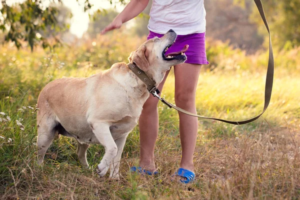 Mädchen Mit Labrador Retriever Hund Spielt Auf Dem Feld — Stockfoto