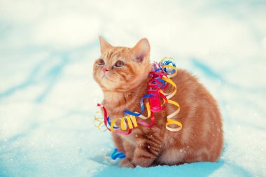 Yılan gibi açık havada kar kış aylarında oturan kırmızı kedi yavrusu sarılmış