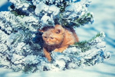 Karlı kış aylarında köknar ağacı ormanda oturan sevimli zencefil yavru kedi portresi