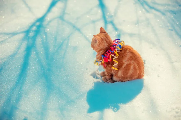 Rotes Kätzchen Serpentinen Gehüllt Sitzt Winter Draußen Schnee — Stockfoto