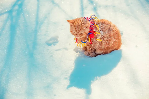 Gatinho Vermelho Envolto Serpentina Sentado Livre Neve Inverno — Fotografia de Stock