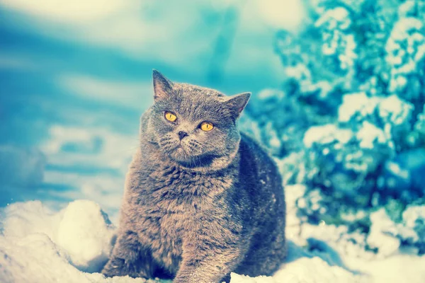 Retrato Del Lindo Gato Azul Británico Shorthair Sentado Bosque Invierno — Foto de Stock