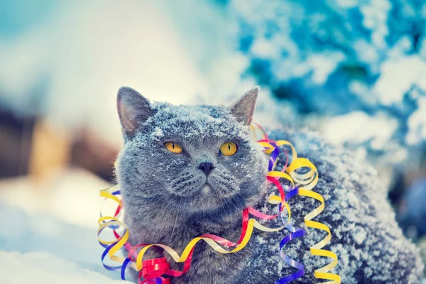 蛇紋岩屋外雪の上に座って冬に包まれたブルーのブリティッシュショートヘアの猫の肖像画 — ストック写真