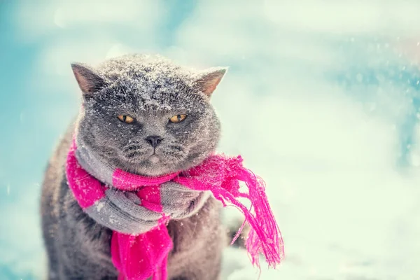 Portrait Blue British Shorthair Cat Wearing Knitted Scarf Cat Sitting — Stock Photo, Image
