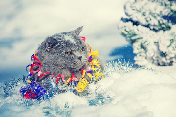 Portrait Blue British Shorthair Cat Wrapped Serpentine Sitting Outdoors Snow — Stock Photo, Image