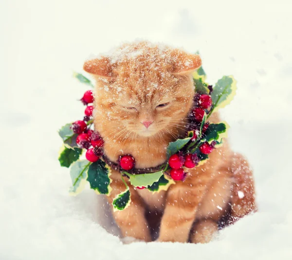 Portrait Kitten Wearing Christmas Wreath Cat Walking Snow Winter — Stock Photo, Image
