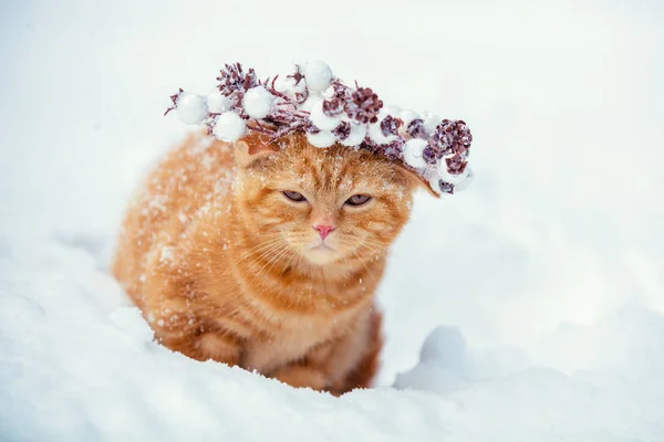 Portrét Roztomilý Červený Kotě Vánoční Věnec Kočka Chodí Přes Sníh — Stock fotografie