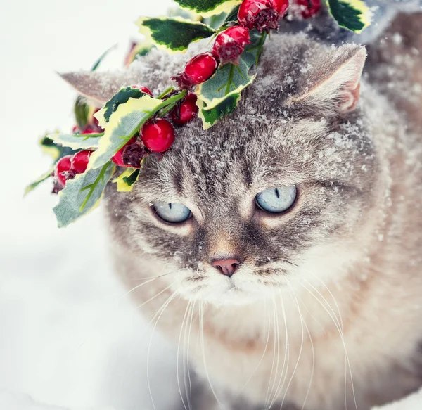 Retrato Del Lindo Gatito Siamés Una Corona Navidad Gato Camina — Foto de Stock