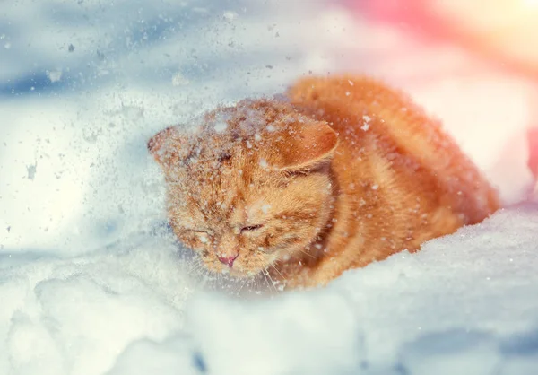 Cute Red Kitten Walking Deep Snow Snowfall — Stock Photo, Image