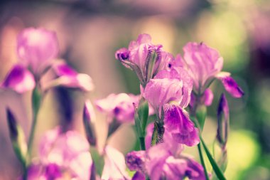 Bahçede Iris çiçek çiçeklenme