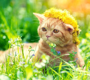 Karahindiba sahada yalan küçük kırmızı kedi yavrusu portresi. Kedi çiçek çelenk giyen ve bahar keyfi