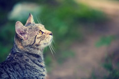 Yeşil Doğal arka planı açık oturma sevimli kedi portresi